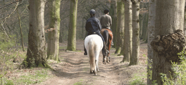 Horse riding in the forest